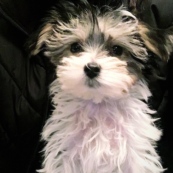 Meet your Posher, Diana - Picture 1 of 1